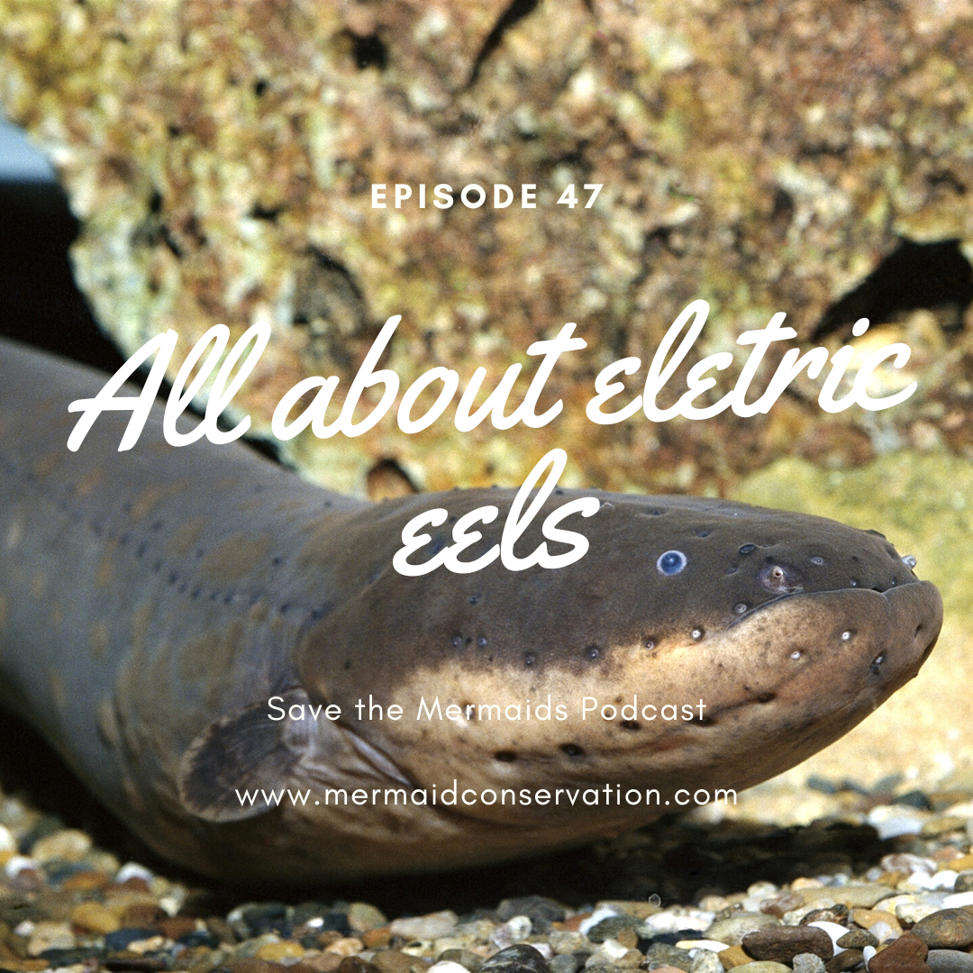 Episode 47: All about Electric Eels