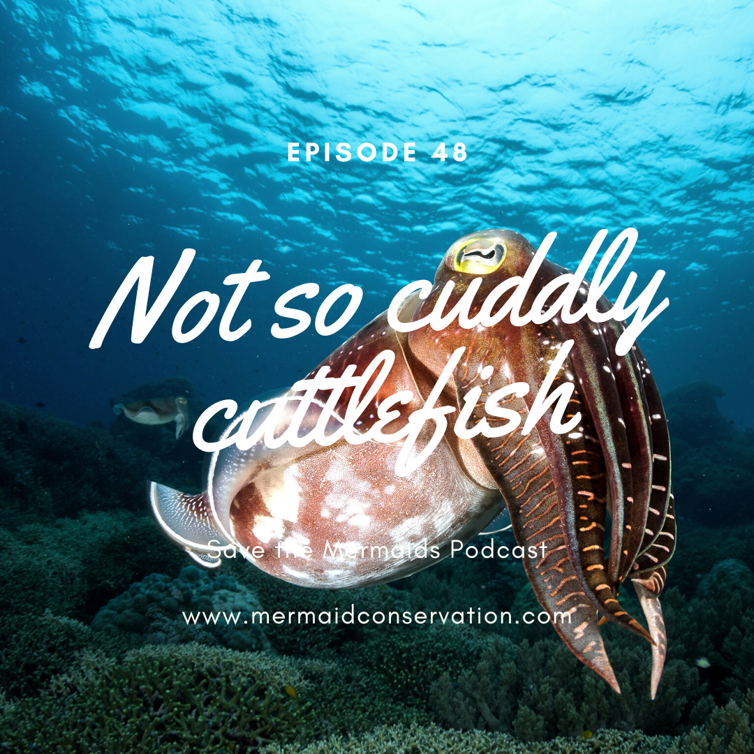Episode 48: Not so cuddly cuttlefish