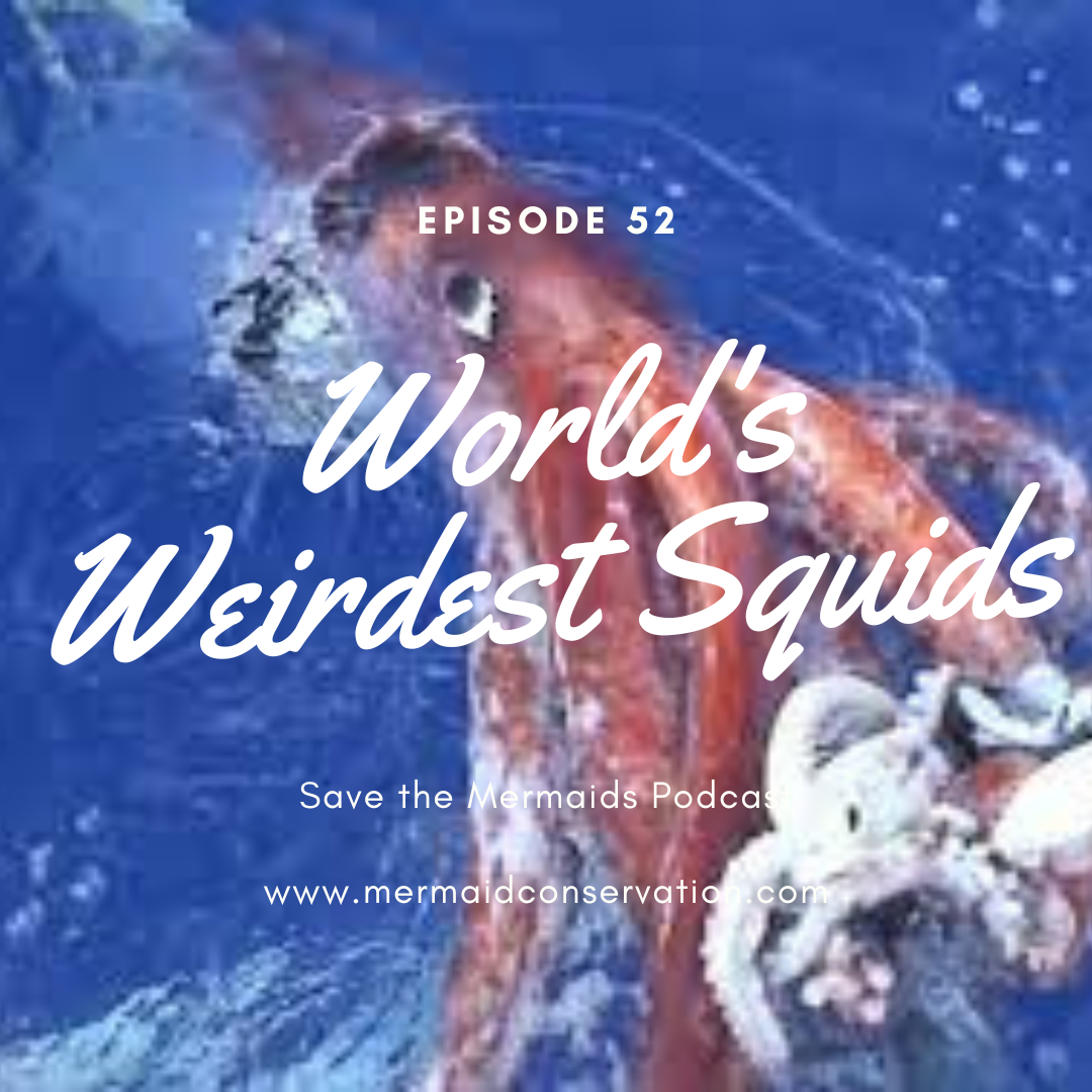 Season 2 Episode 2: World’s Weirdest Squids