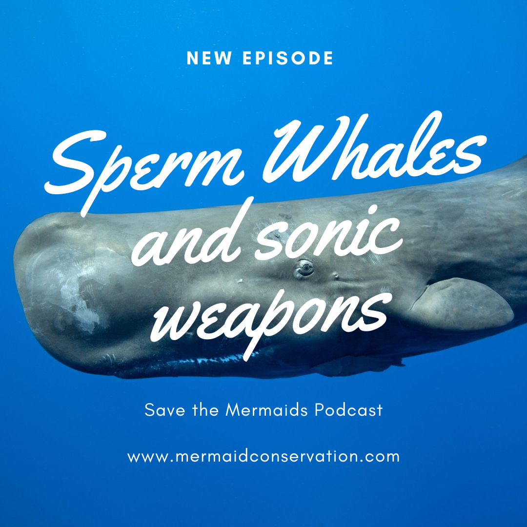 Season 2 Episode 6: Sperm Whales and sonic weapons
