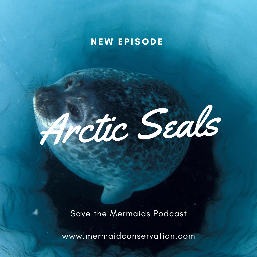 Season 2 Episode 9: Arctic Seals