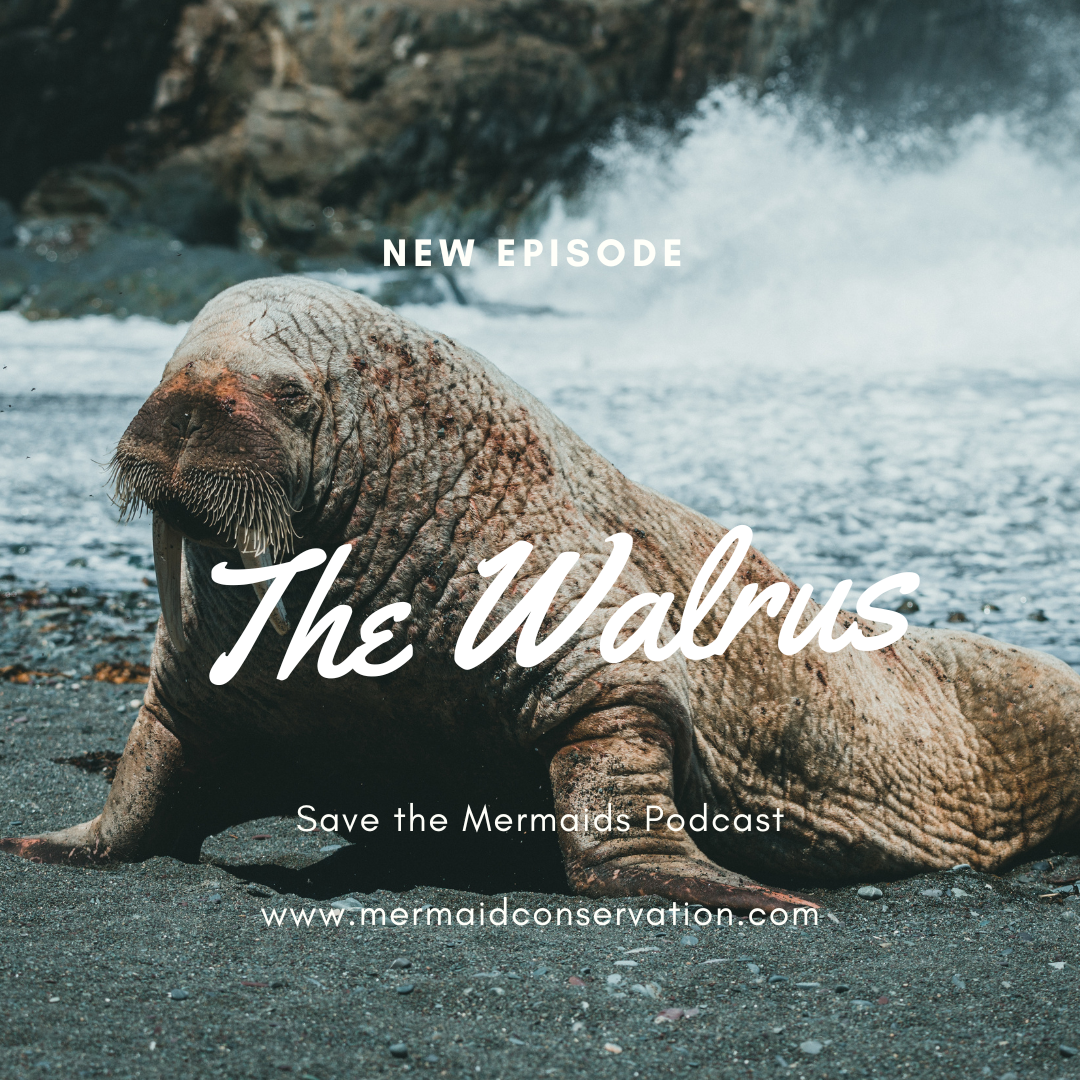 Season 2 Episode 10: The Walrus