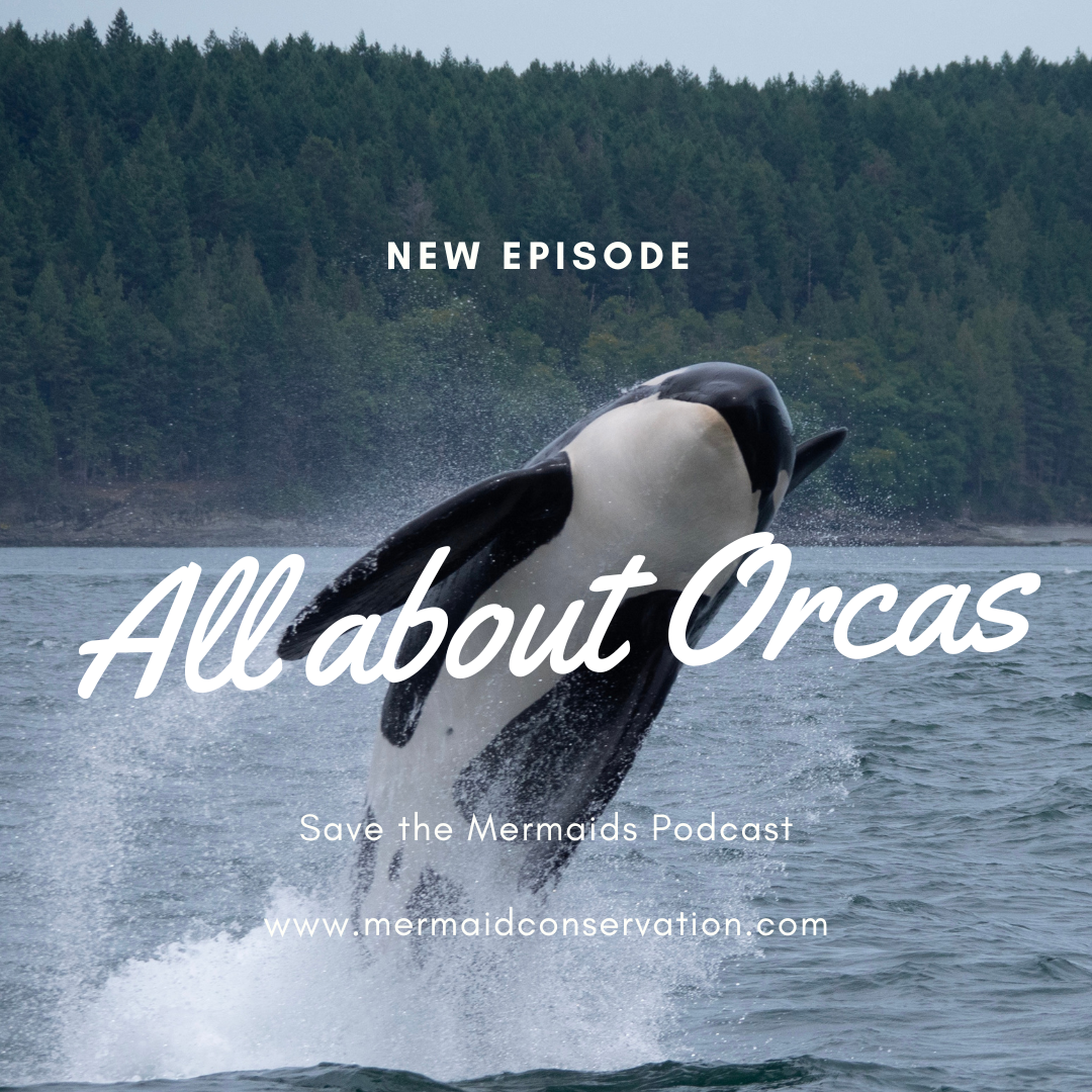 Season 2 Episode 11: All about Orcas