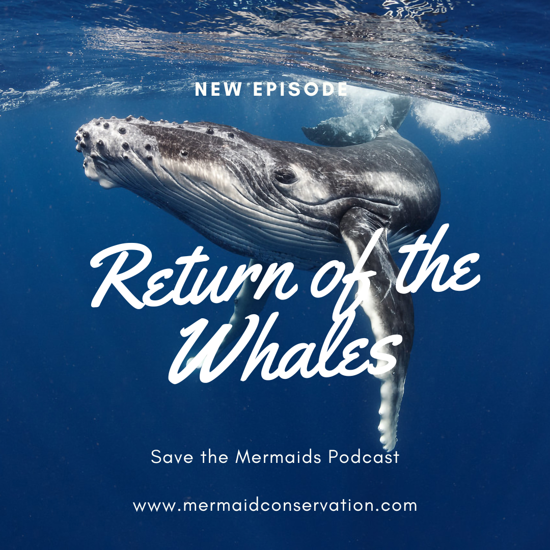 Season 2 Episode 14: Return of the Whales