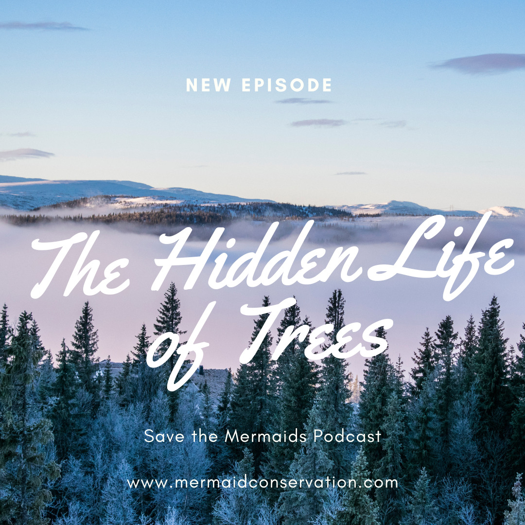 Season 2 Episode 16: The Hidden Life of Trees