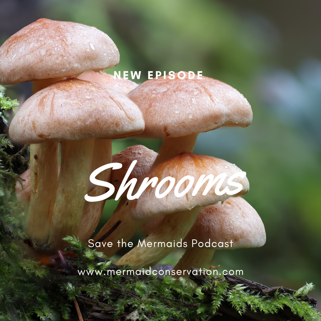 Season 2 Episode 17: Shrooms