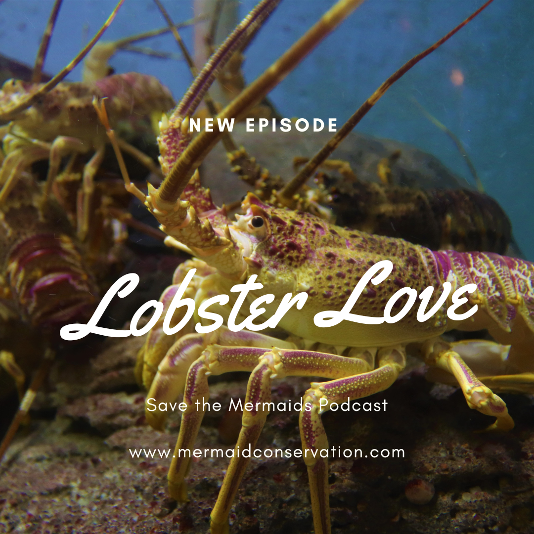 Season 2 Episode 18: Freaky February-Lobster Love