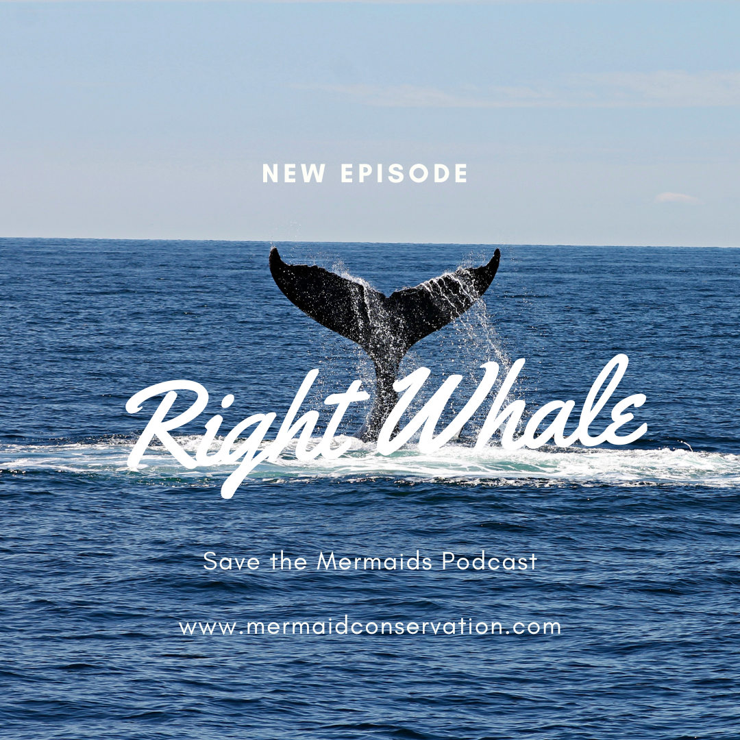 Season 2 Episode 21: Right Whale