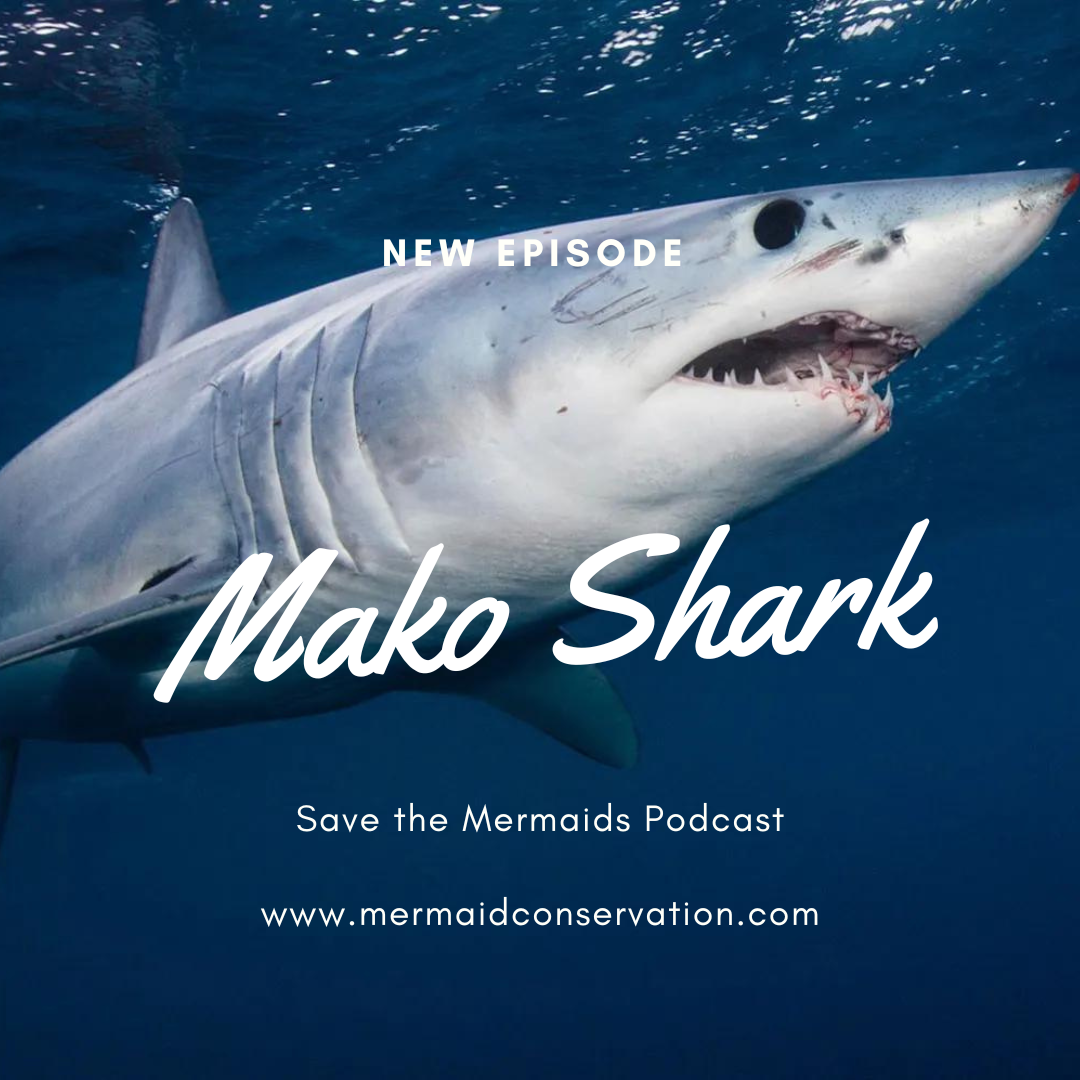 Season 2 Episode 22: Mako Shark