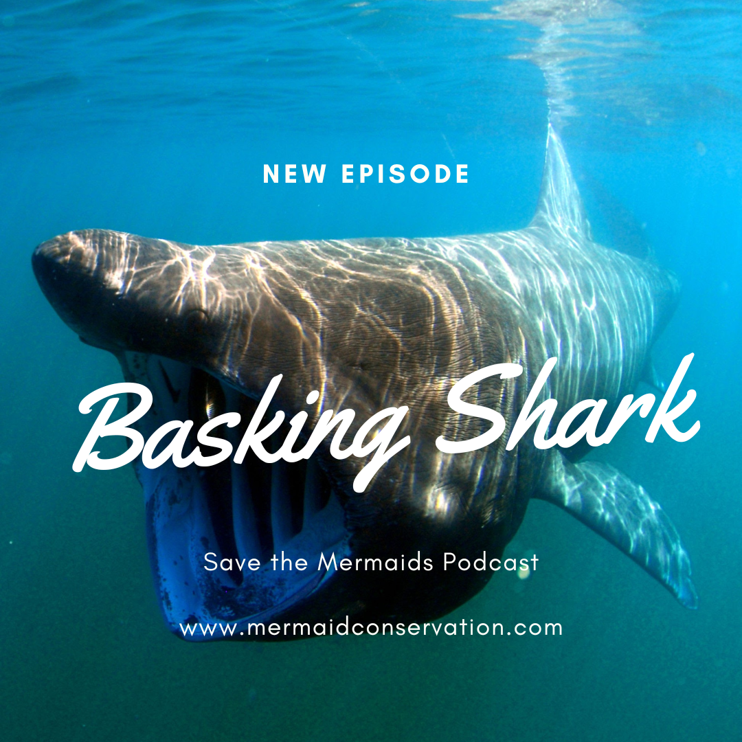 Season 2 Episode 25: Basking Shark
