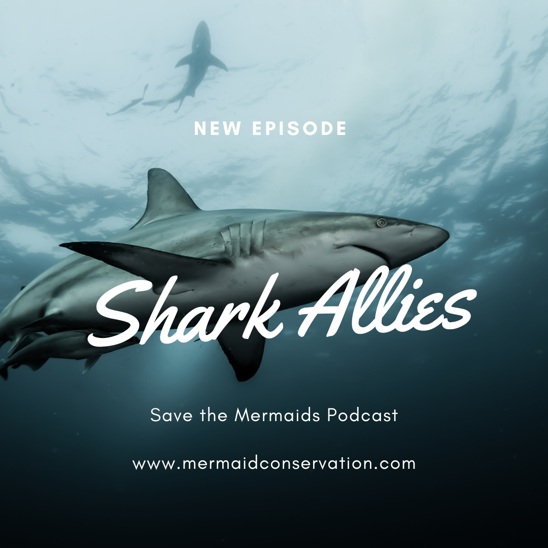 Season 2 Episode 26: Interview with Shark Allies