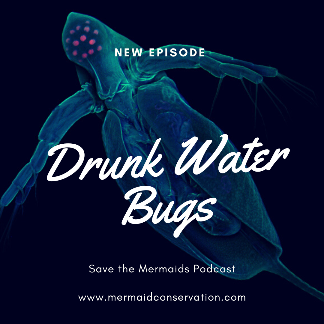 Season 2 Episode 27: Drunk Water Bugs