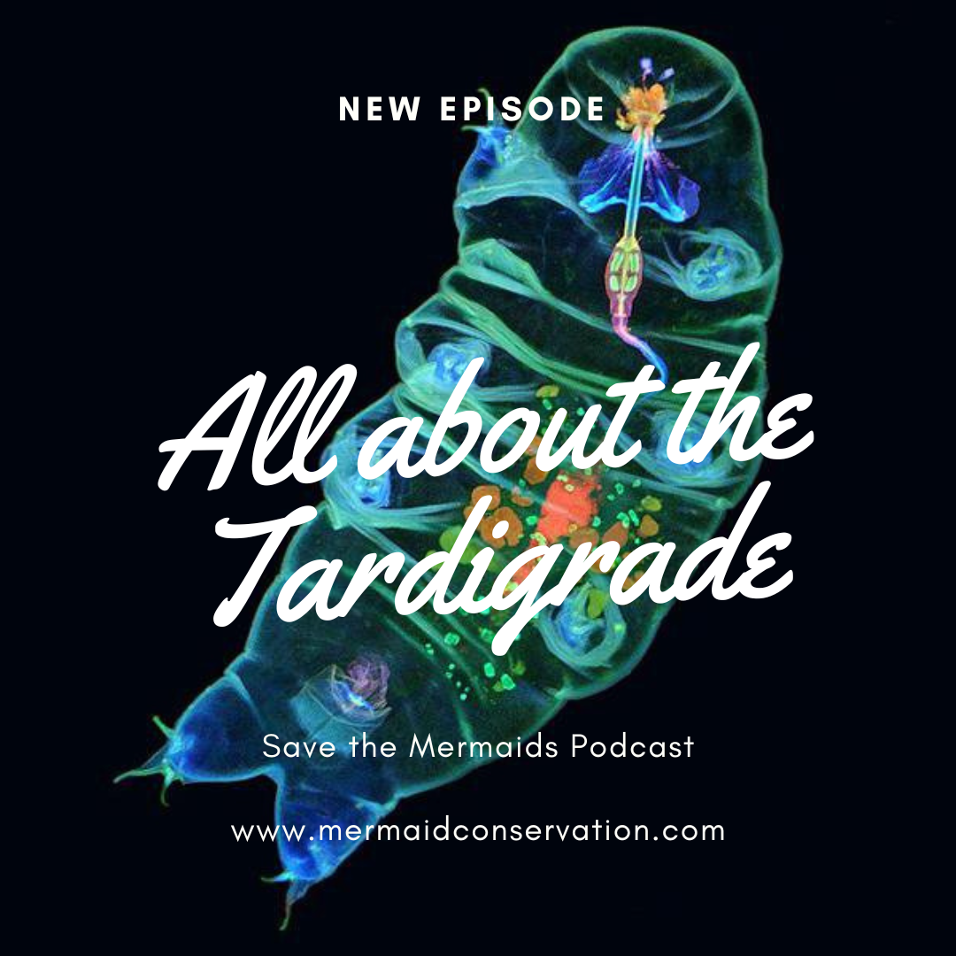 Season 2 Episode 29: All about the Tardigrade