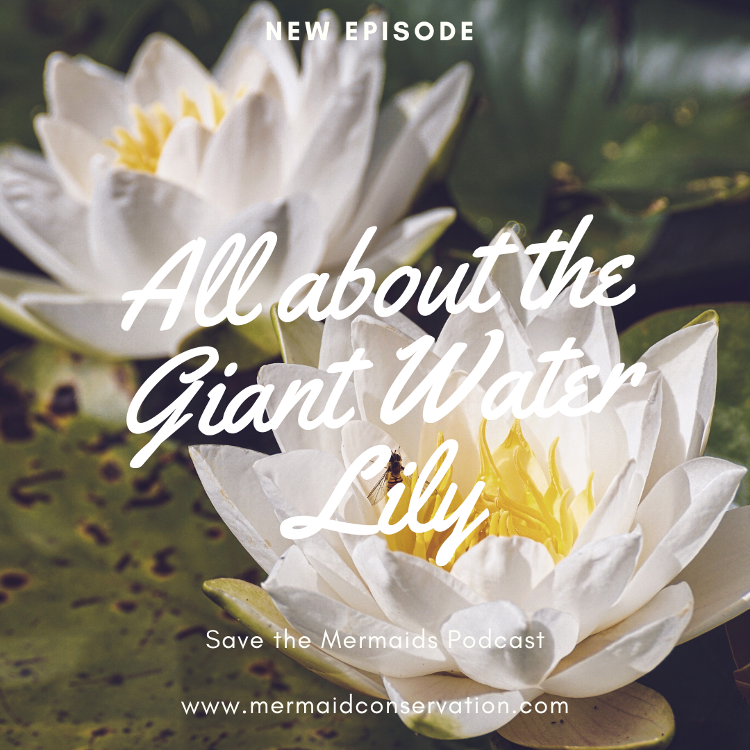 Season 2 Episode 31: All about the Giant Water Lily