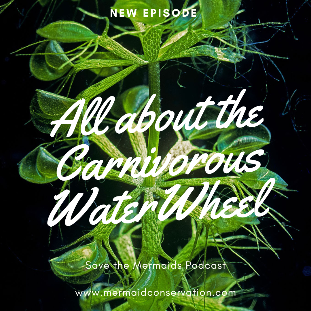 Season 2 Episode 33: All about the water wheel plant