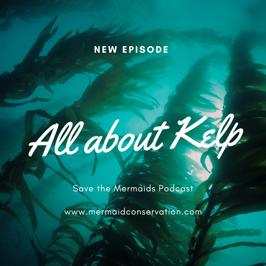 Season 2 Episode 34: All about Kelp