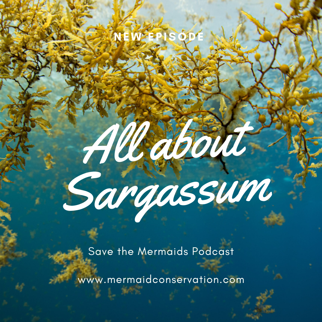 Season 2 Episode 35: All about Sargassum