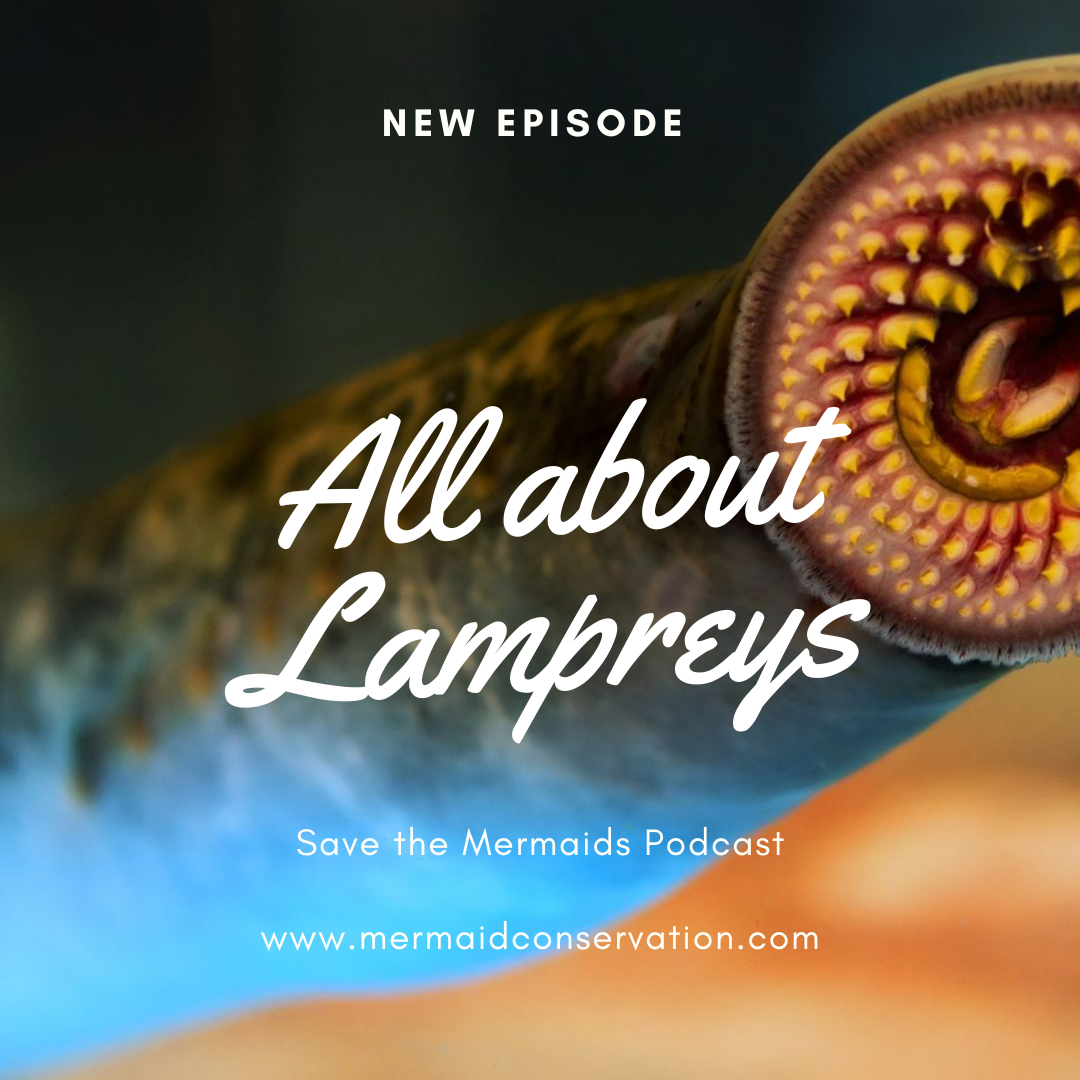 Season 2 Episode 36: All about the lamprey