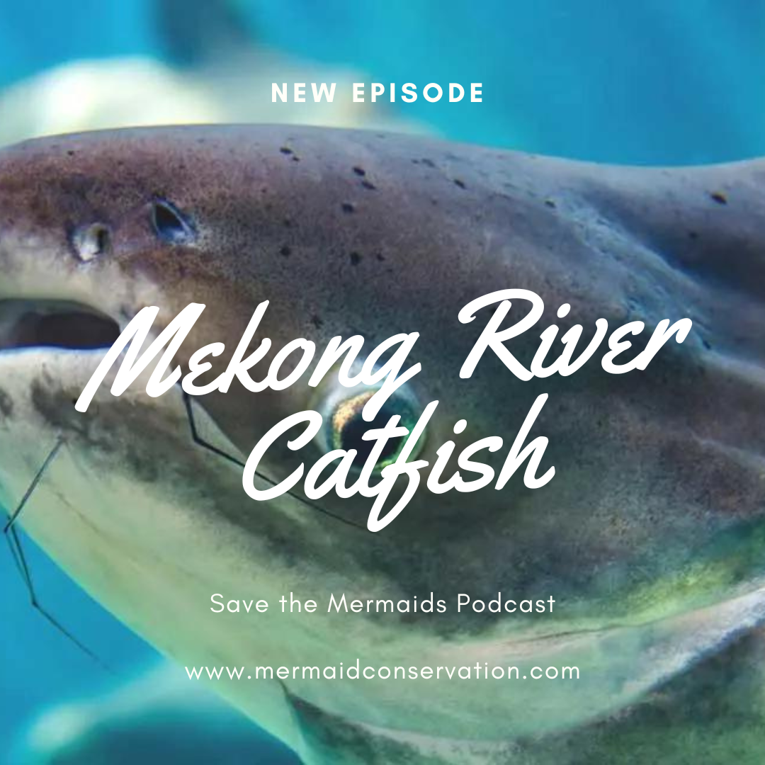 Season 2 Episode 39: