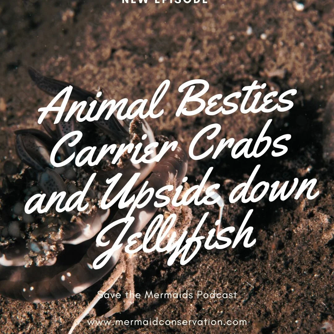 Season 2 Episode 45: Carrier Crab and the Upside-down Jellyfish