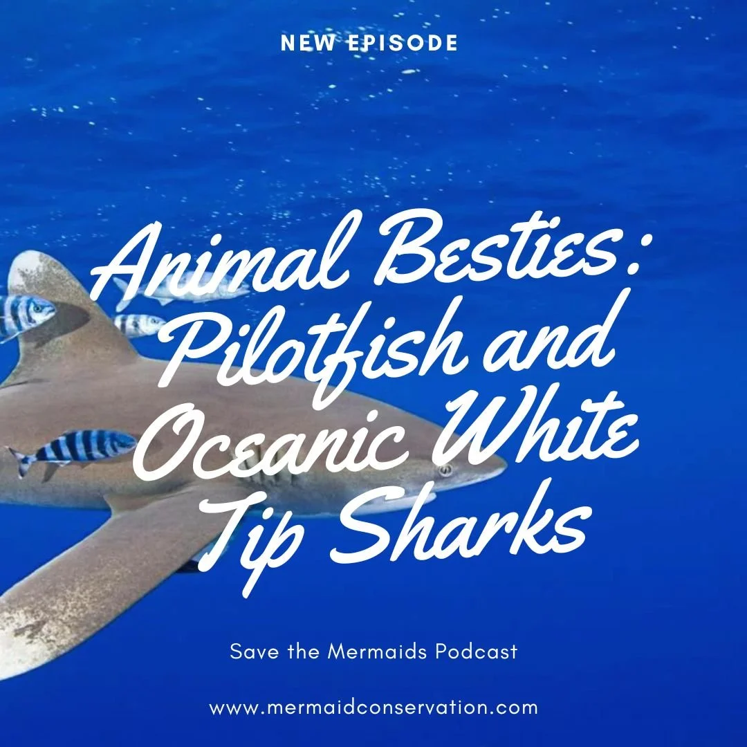 Season 2 Episode 46: Pilotfish and Oceanic White Tip Sharks