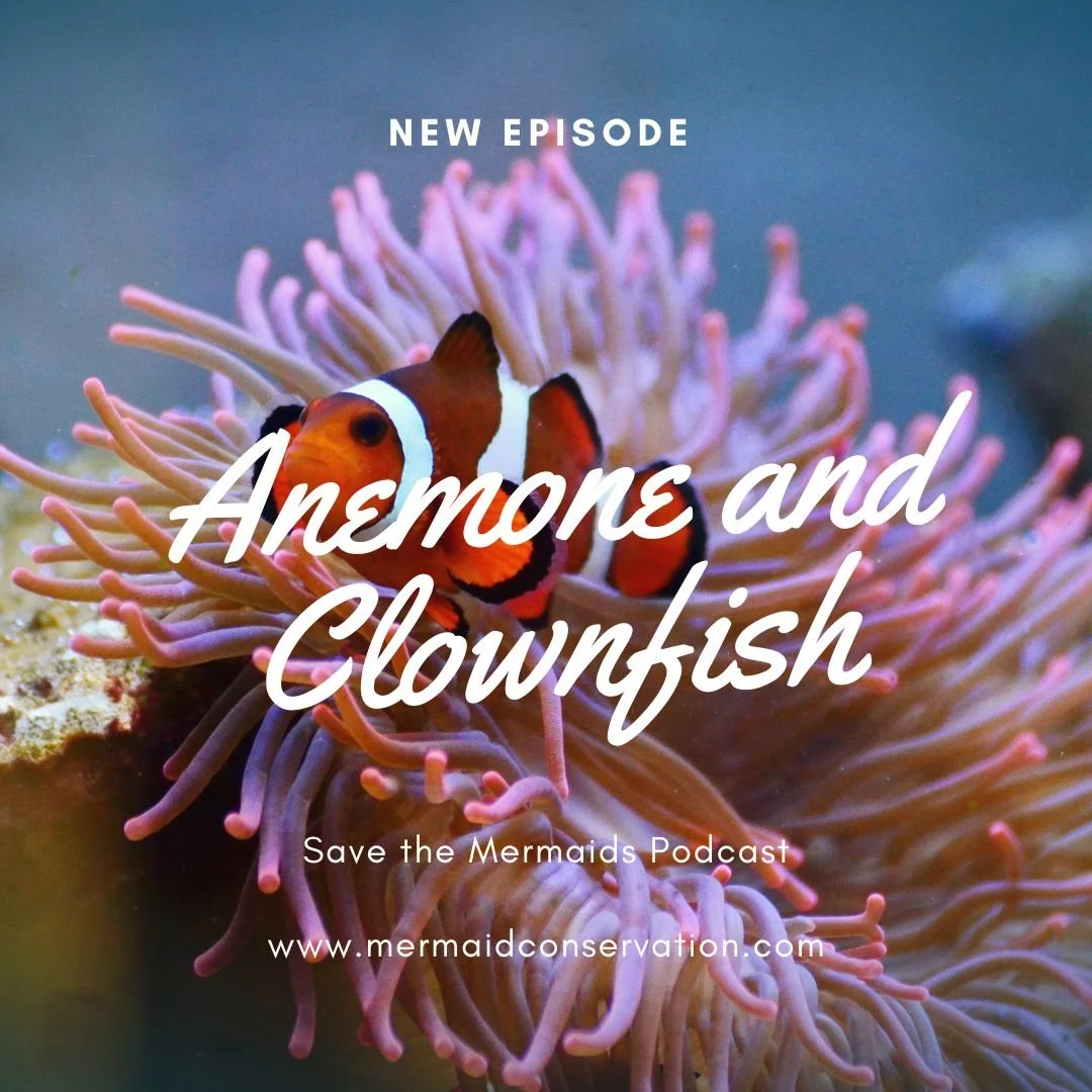 Season 2 Episode 47: Anemone and Clownfish