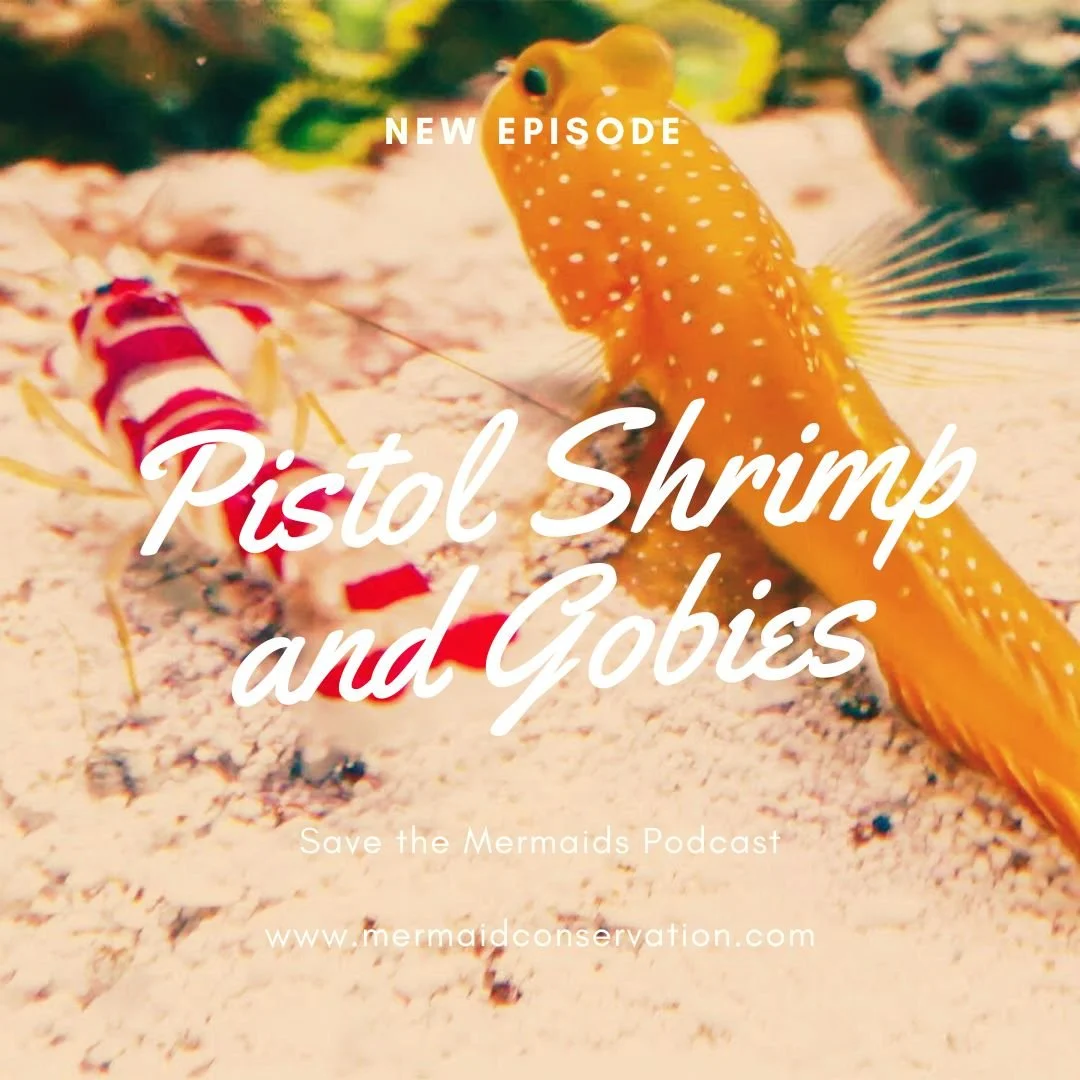 Season 2 Episode 48: Pistol Shrimps and Gobies