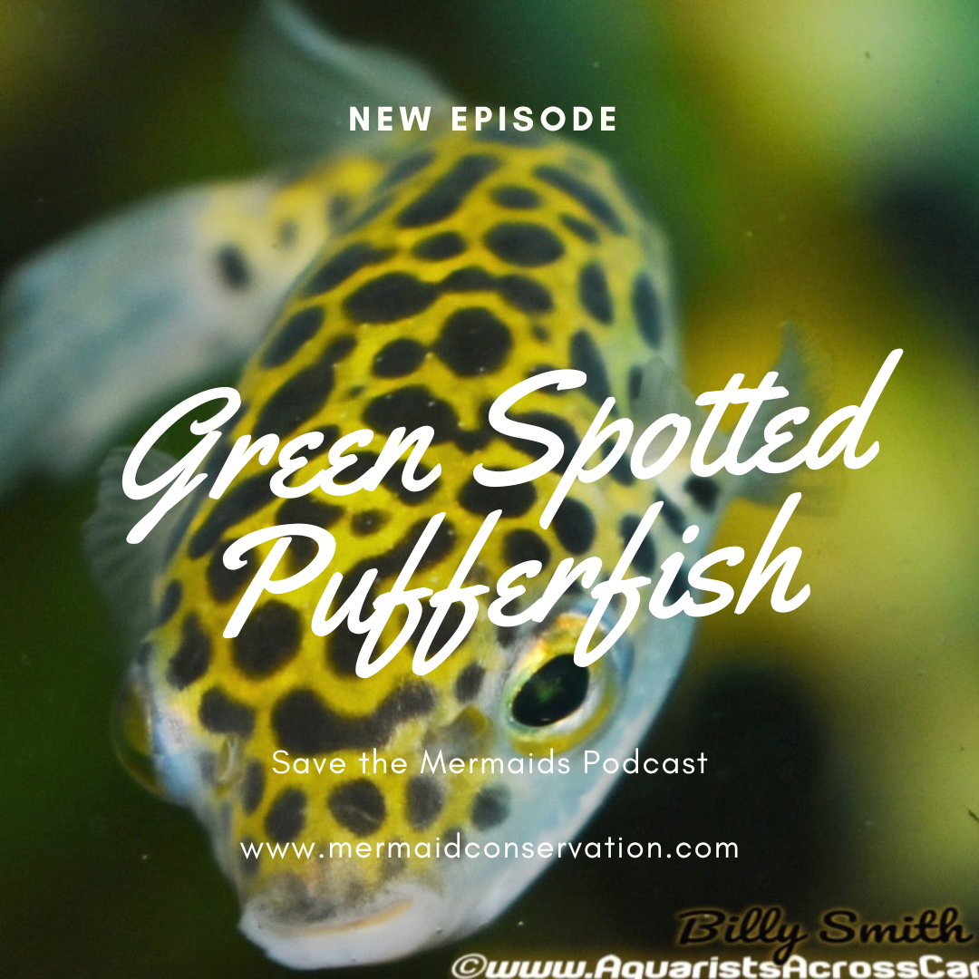 Season 2 Episode 49: Green Spotted Pufferfish