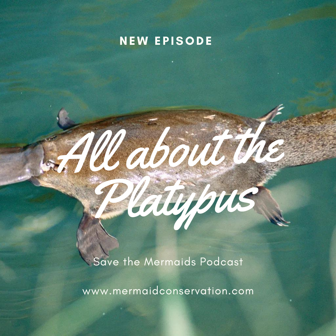 Season 2 Episode 51: All about the Platypus