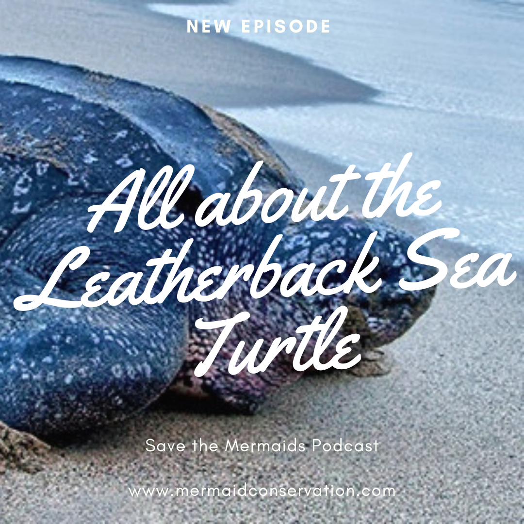 Season 2 Episode 52: All about the Leatherback Sea Turtle