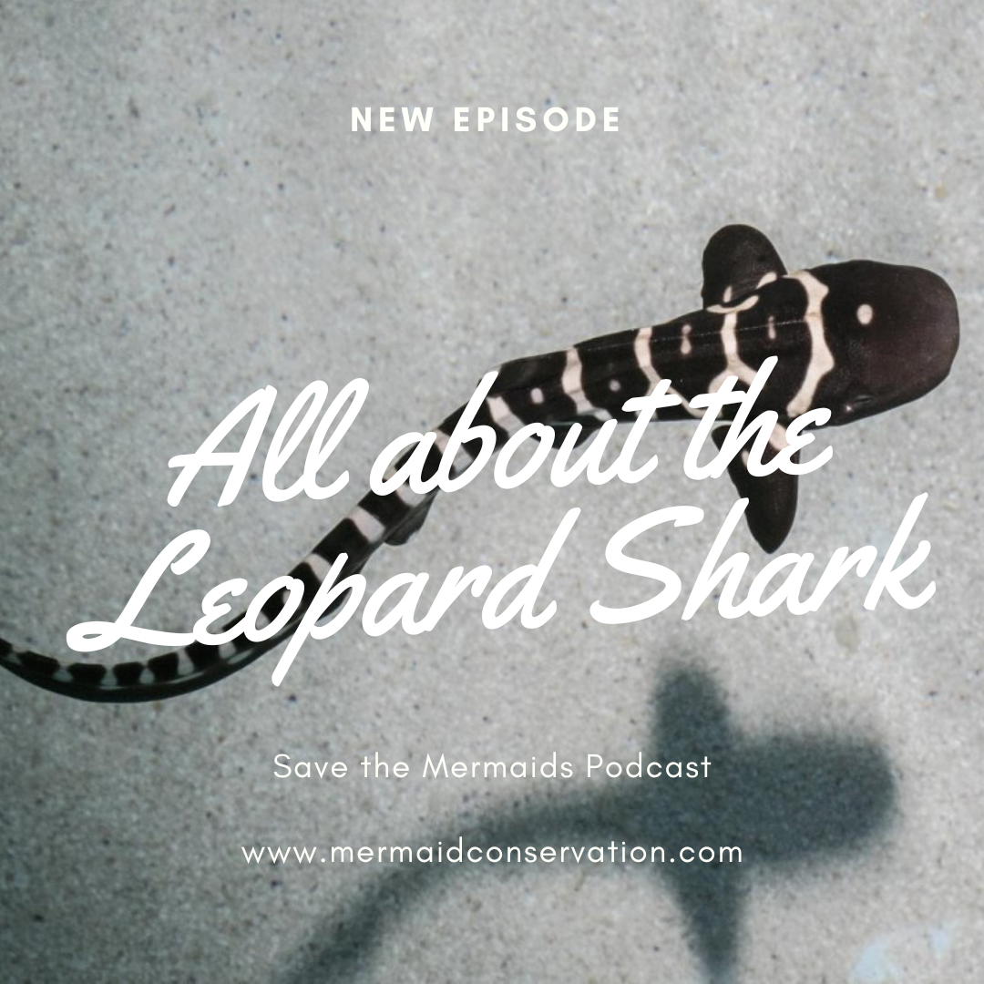 Season 2 Episode 53: All about the Leopard Shark