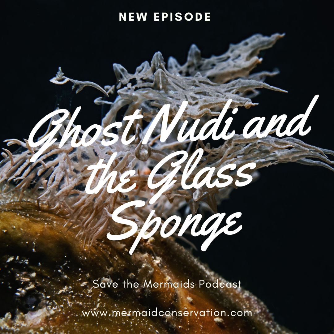 Season 3 Episode 2: All about the Ghost Nudibranch and the Glass Sponge