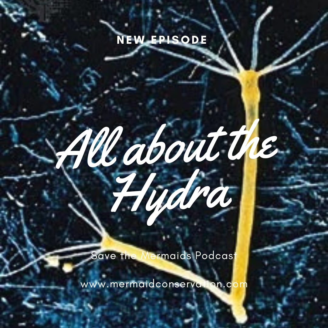 Season 3 Episode 3: All about the Hydra