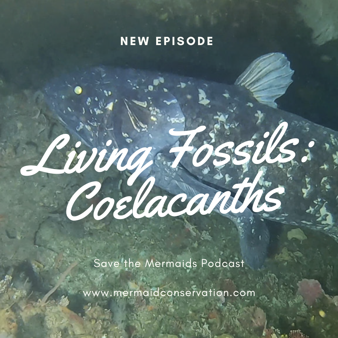 Season 3 Episode 4: Living Fossils: Coelacanths