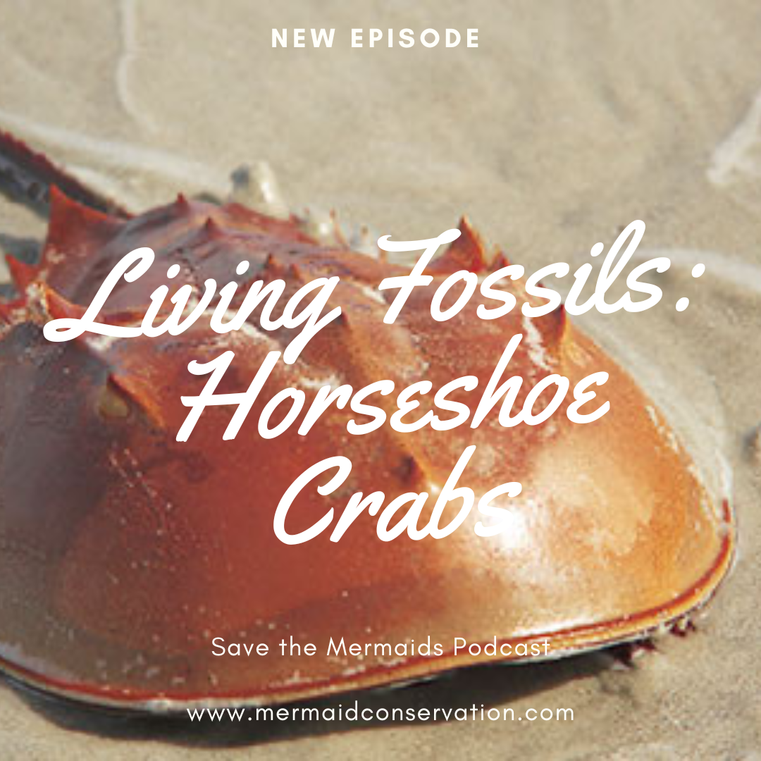 Season 3 Episode 5: Living Fossils: Horseshoe crabs