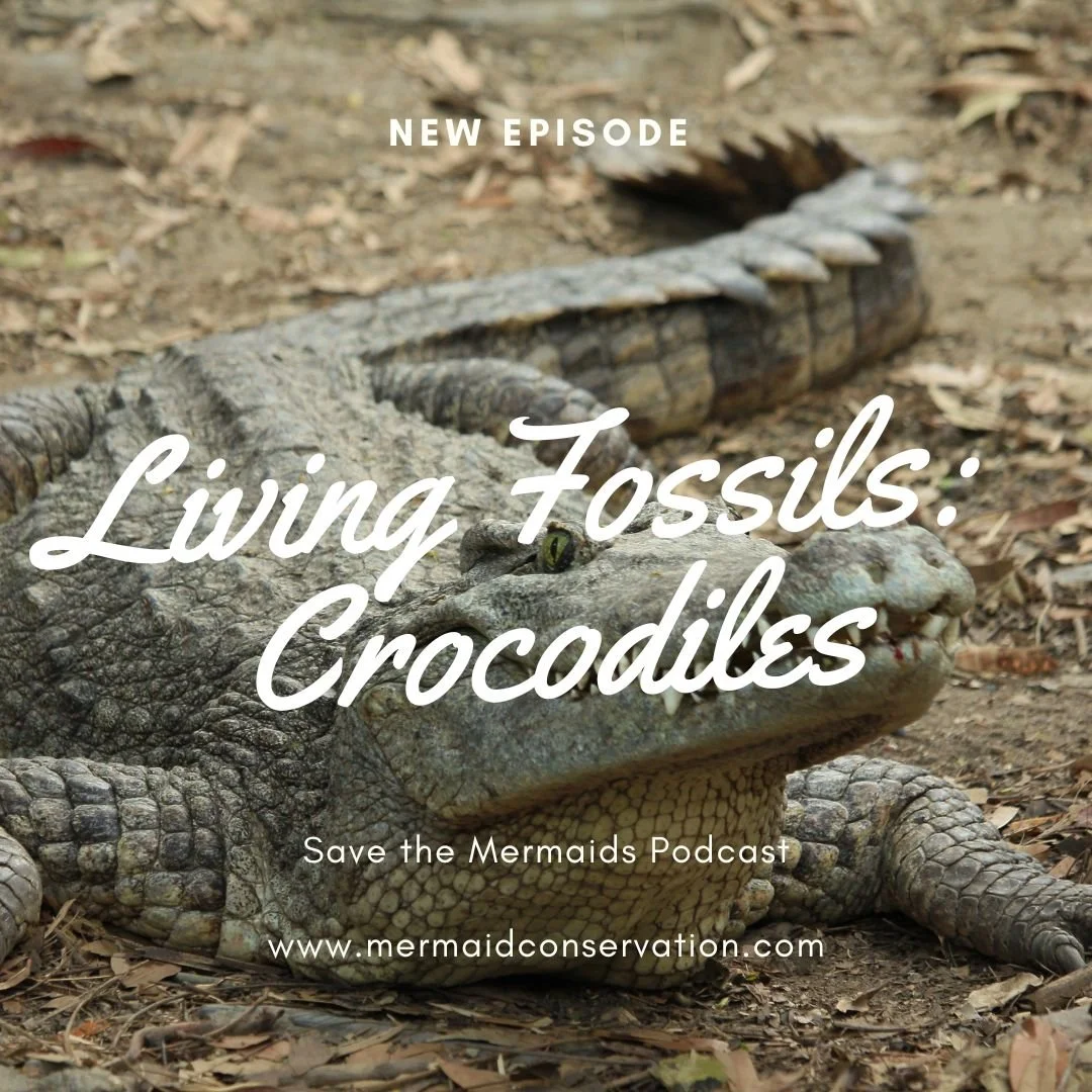 Season 3 Episode 6: Living Fossils: Crocodiles