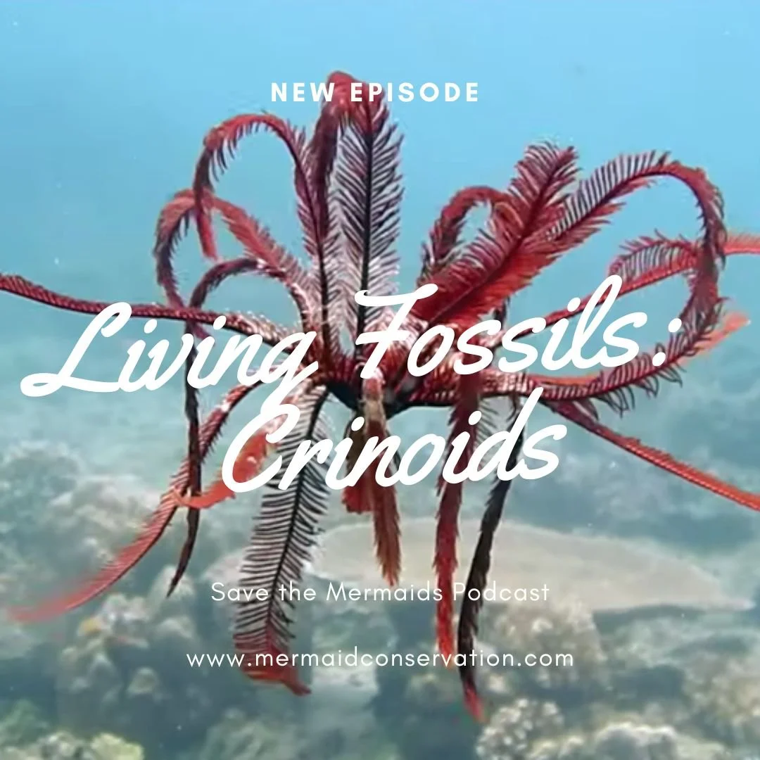Season 3 Episode 7: Living Fossils: Crinoids