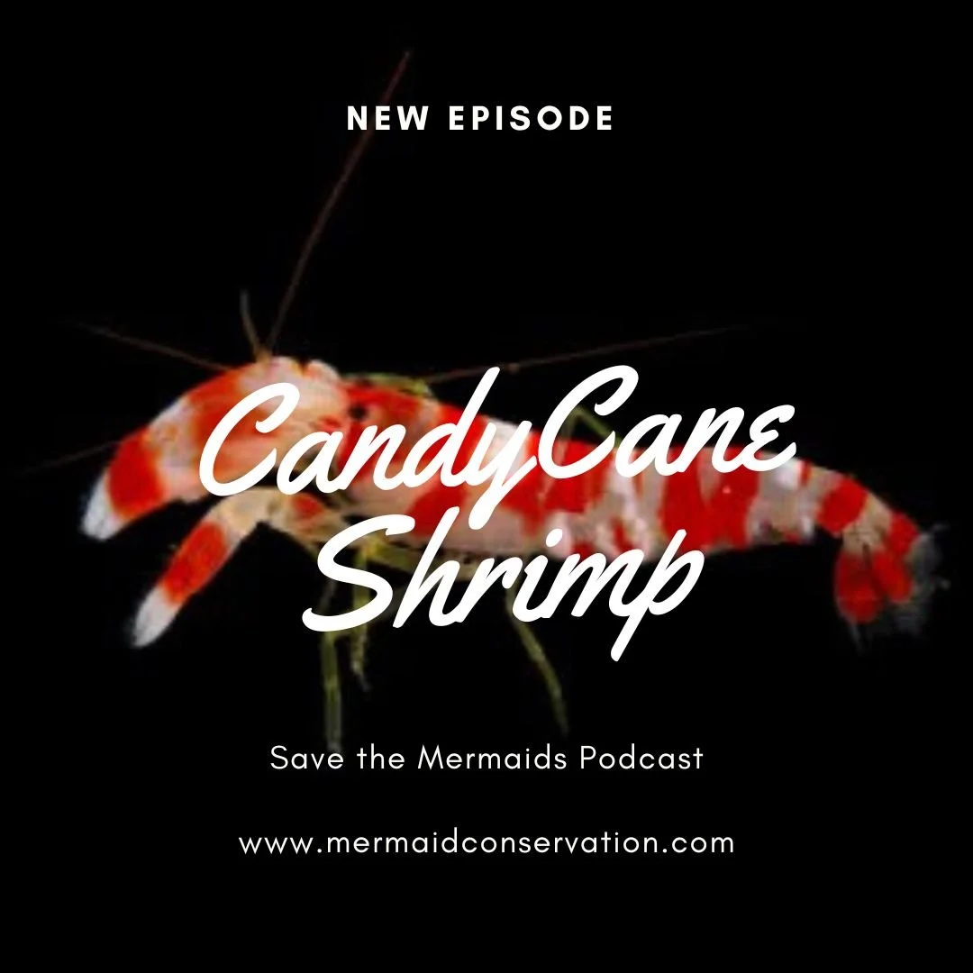 Season 3 Episode 8: Candycane Shrimp