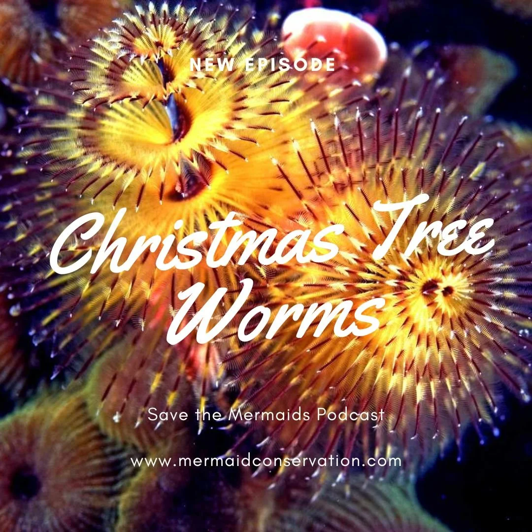 Season 3 Episode9: Christmas Tree Worm