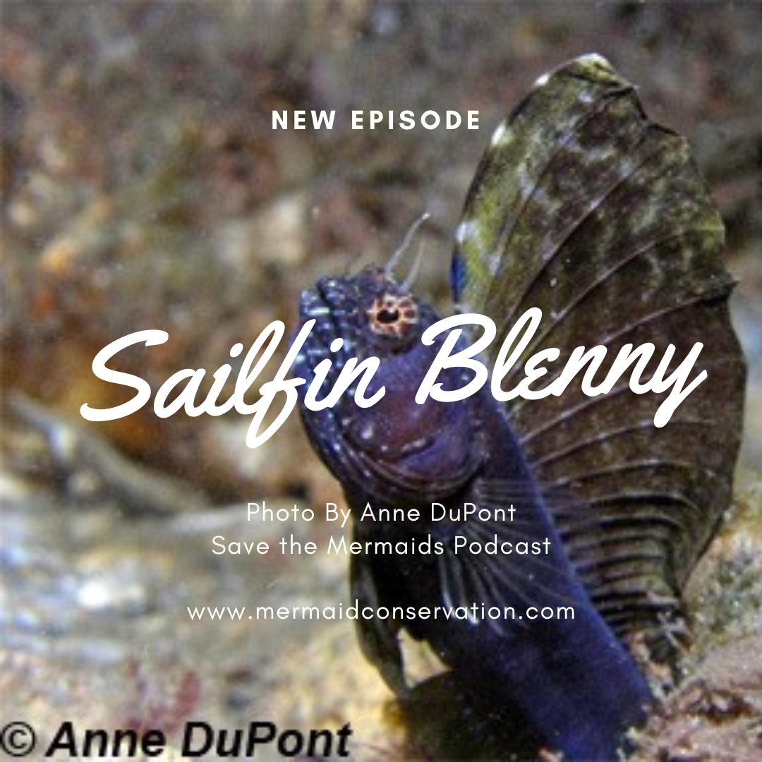 Season 3 Episode 15: Picked by you: Atlantic Sailfin Blenny