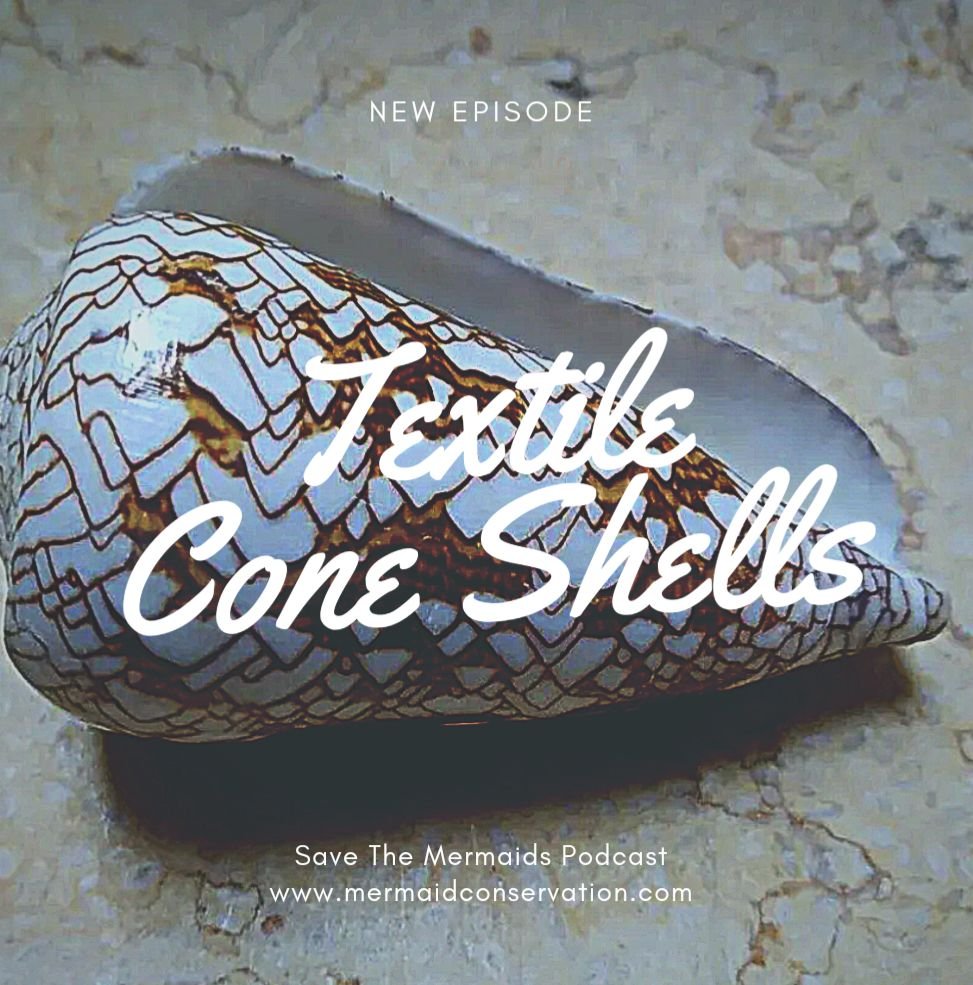 Season 3 Episode 24: Textile Cone Snail