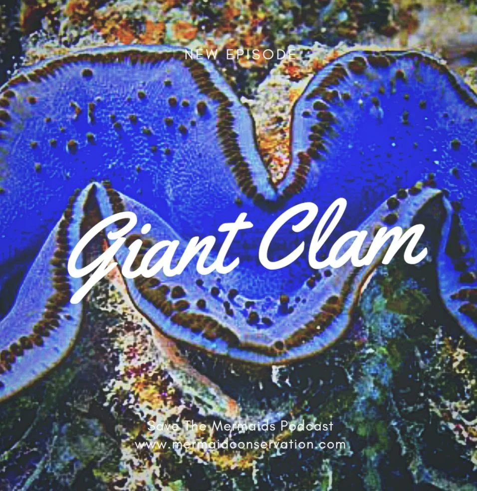 Season 3 Episode 25: Giant Clam