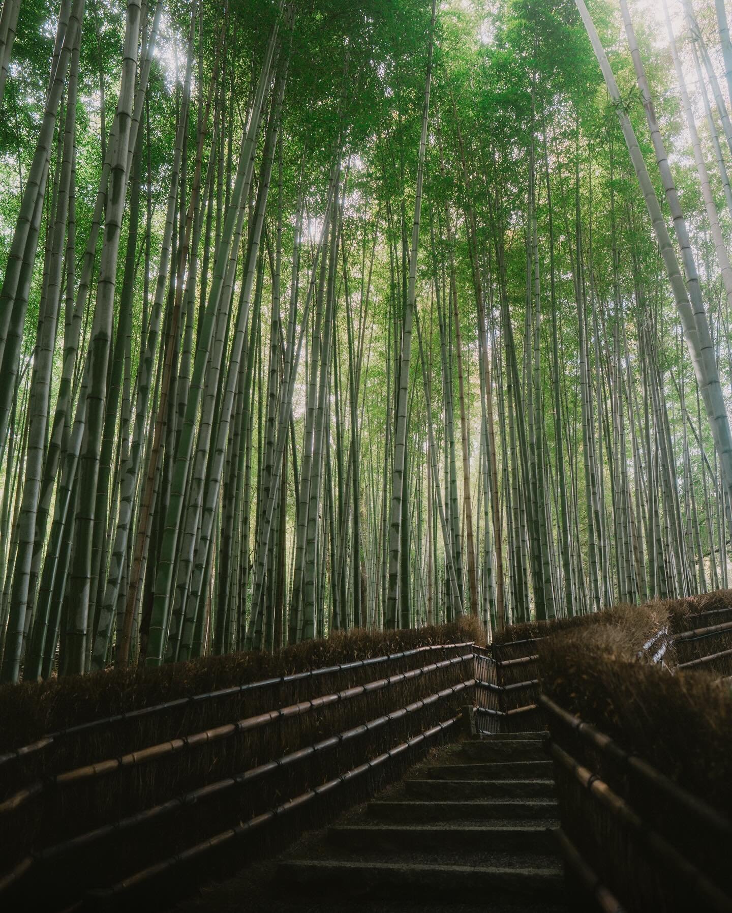 Memories from Kyoto and this mind-blowing bamboo forest 🇯🇵 
&mdash;
#japan #kyoto #bambooforest #bamboo #kyotojapan