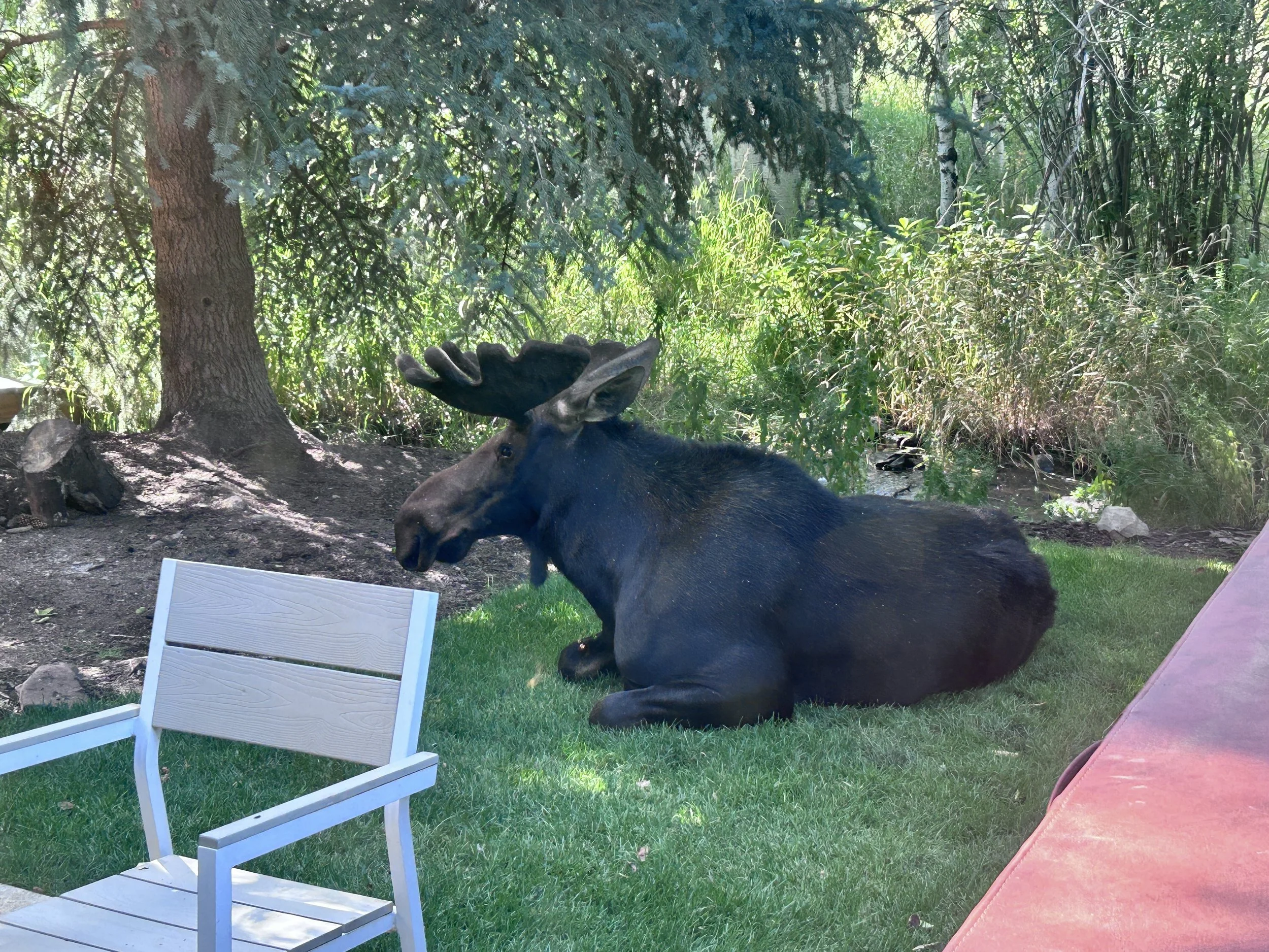 Chill out and grill or just hang and enjoy the privacy in the beautiful setting surrounded by trees and flowing stream. Occasionally visits by a family of ducks or the local moose.