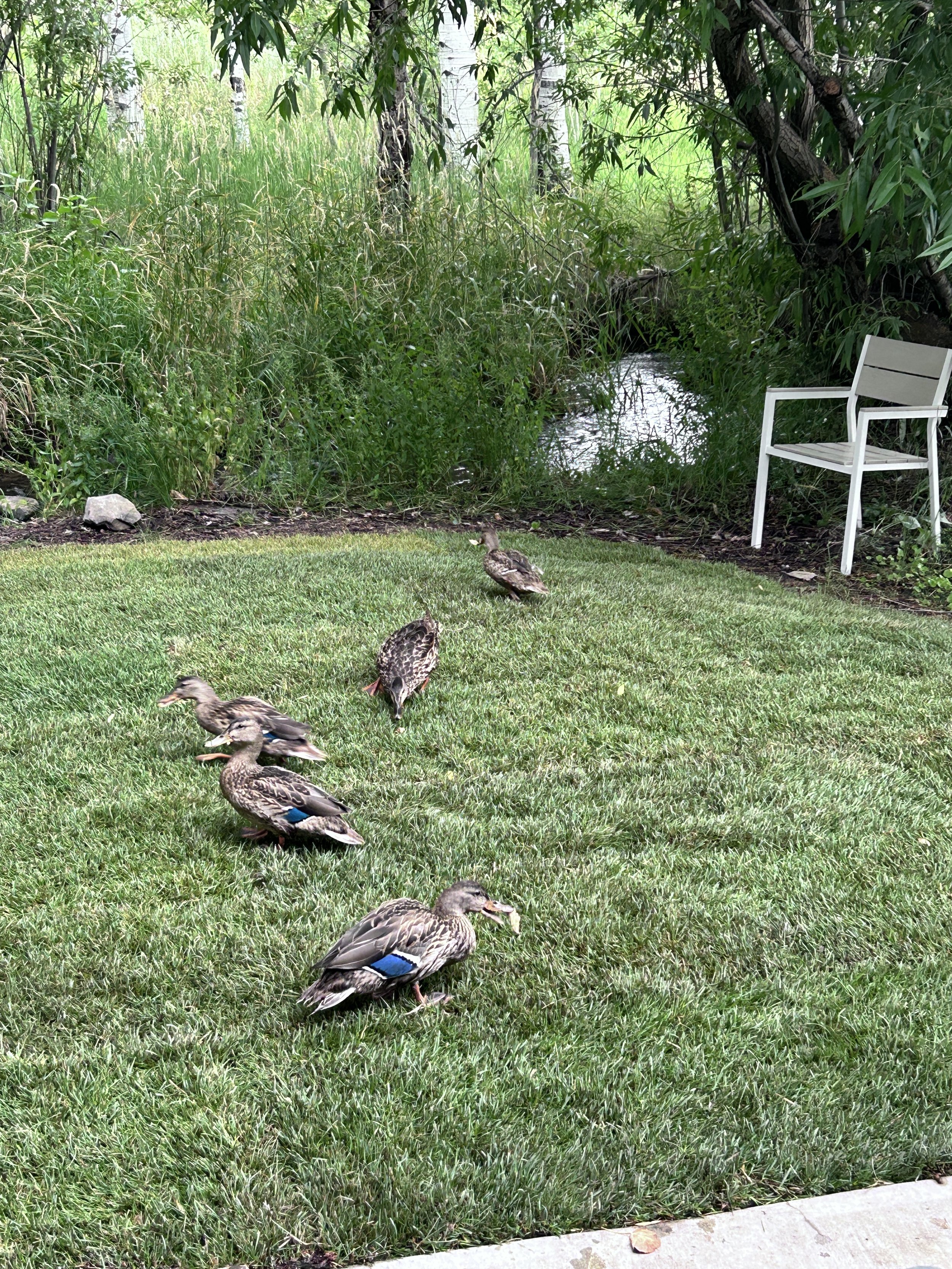 Chill out and grill or just hang and enjoy the privacy in the beautiful setting surrounded by trees and flowing stream. Occasionally visits by a family of ducks or the local moose.