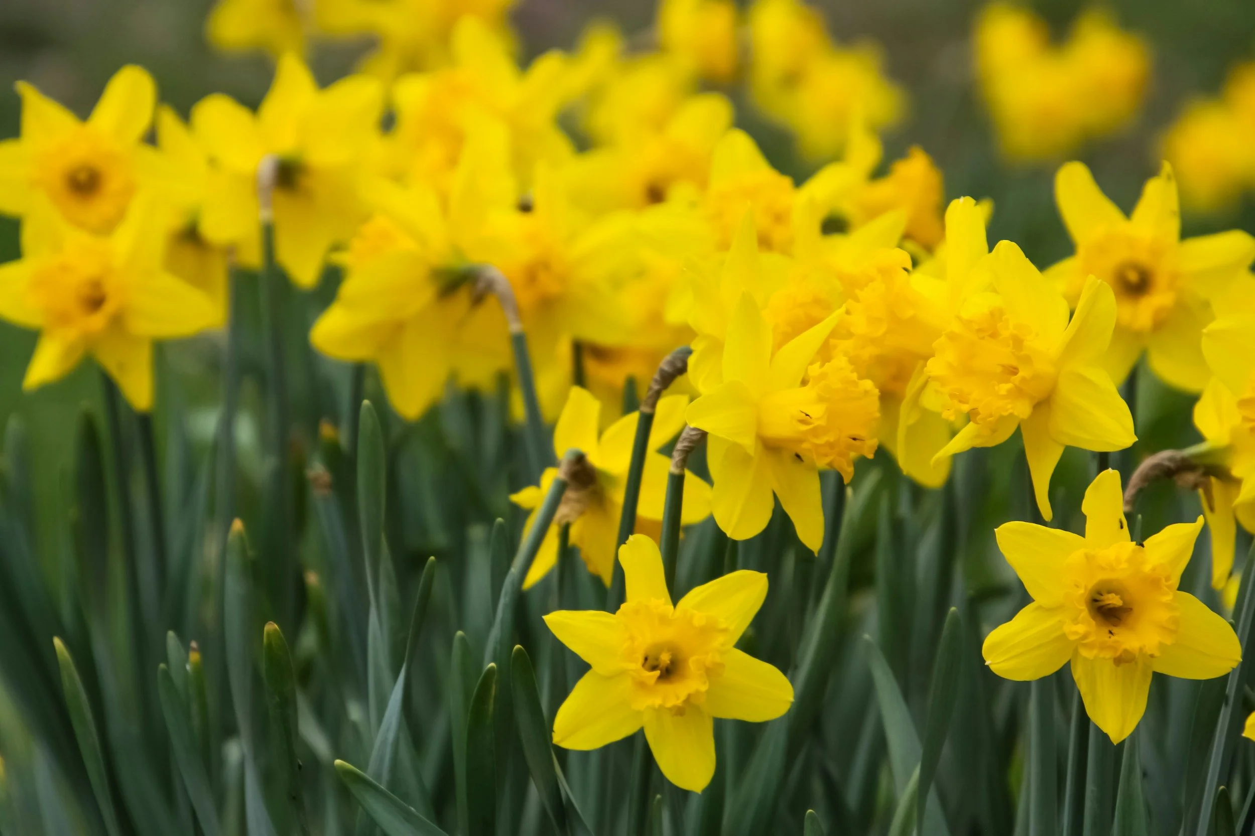 Sunday Service &amp; Biannual meeting