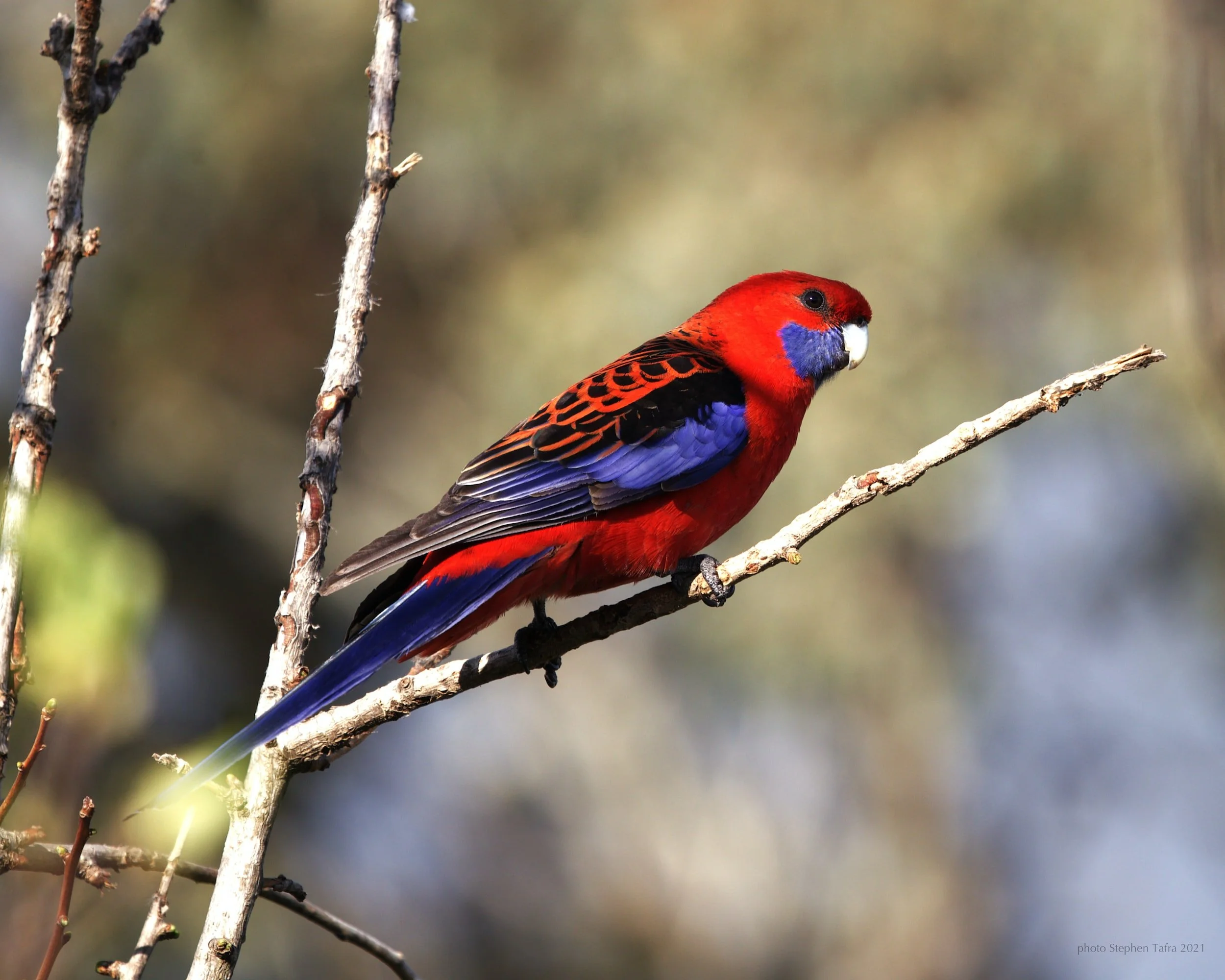 Crimson Rosella