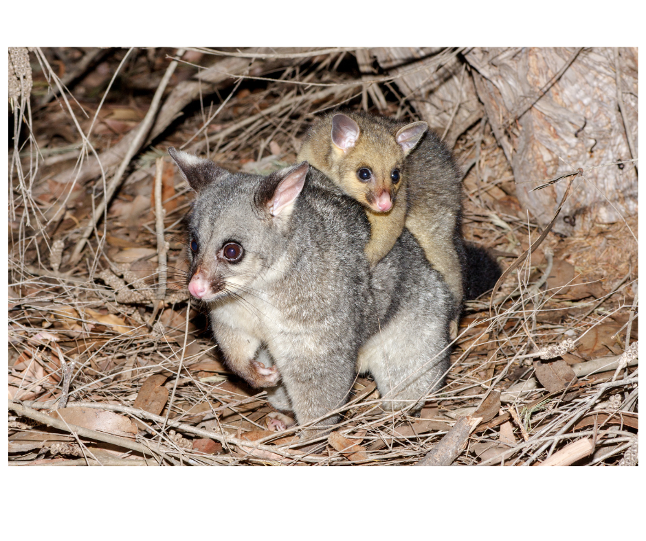Common Brushtail Possum