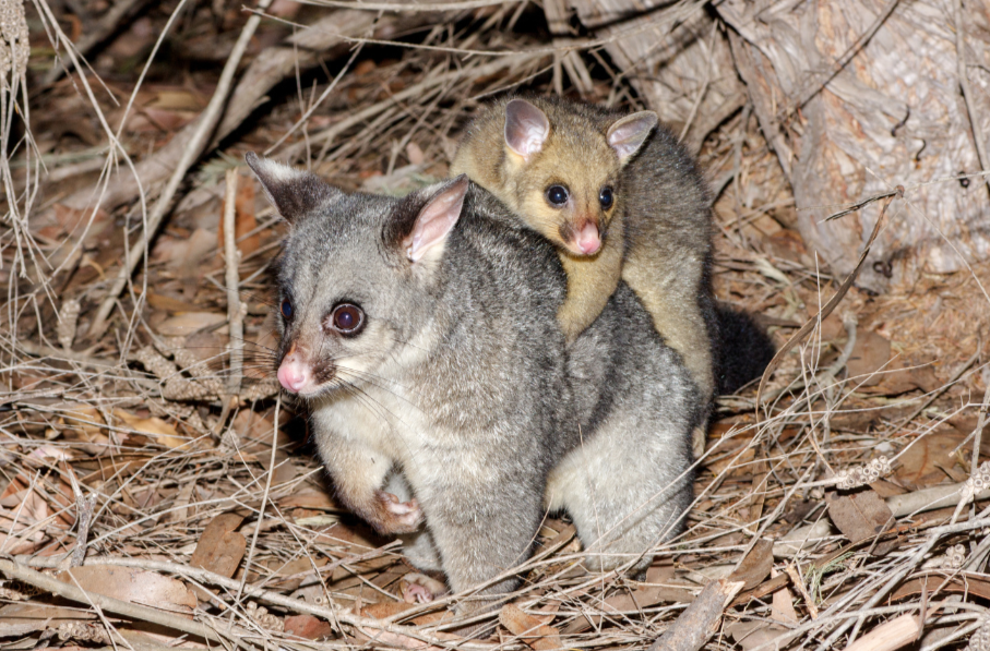 Common Brushtail Possum