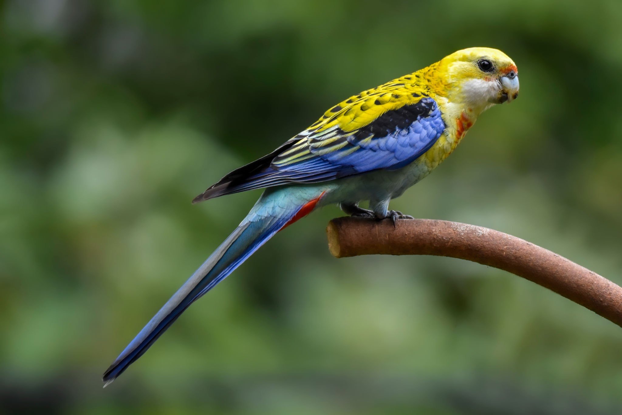 Pale Headed Rosella